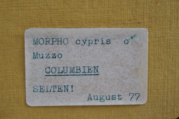 Kolumbijski  Morpho Motyl (Morpho cypris Muzzo)