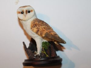 Ptaki Vogelwereld Onze Mooie Andy Pearce Płomykówka z 2003 r